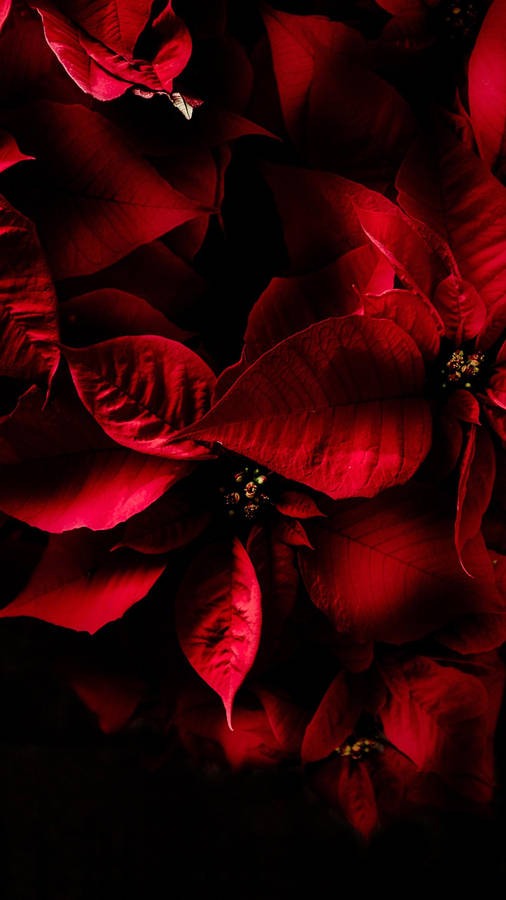 Samsung Mobile Poinsettias Wallpaper