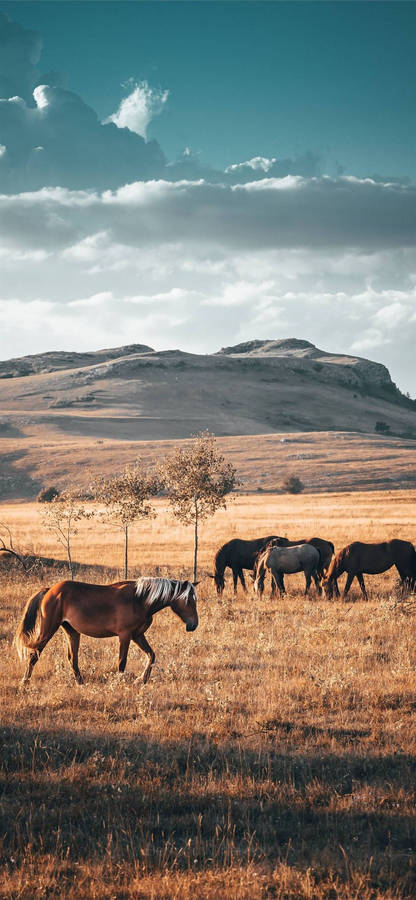 Savannah Horse Iphone Wallpaper