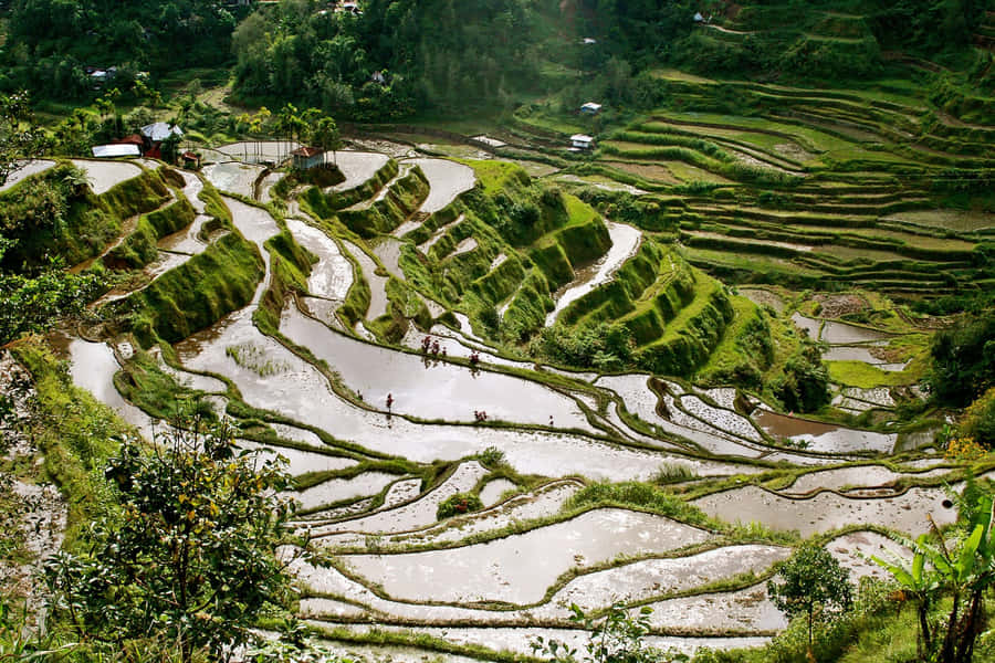 Scenic View Of Banaue Rice Terraces In The Philippines Wallpaper