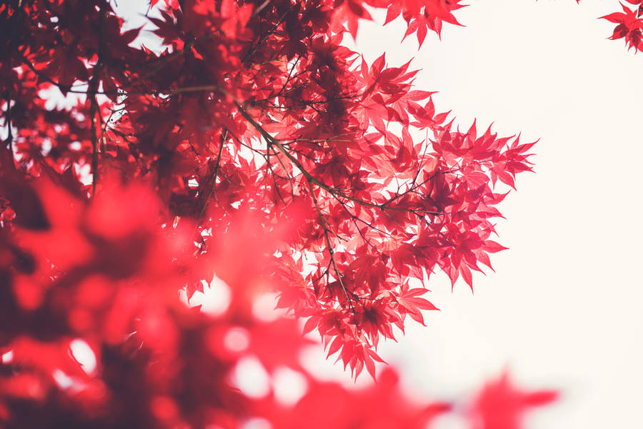 Selective Focus Photography Of Maple Tree Wallpaper