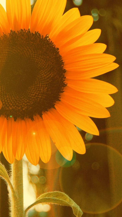 Sepia Russian Mammoth Sunflower Iphone Wallpaper