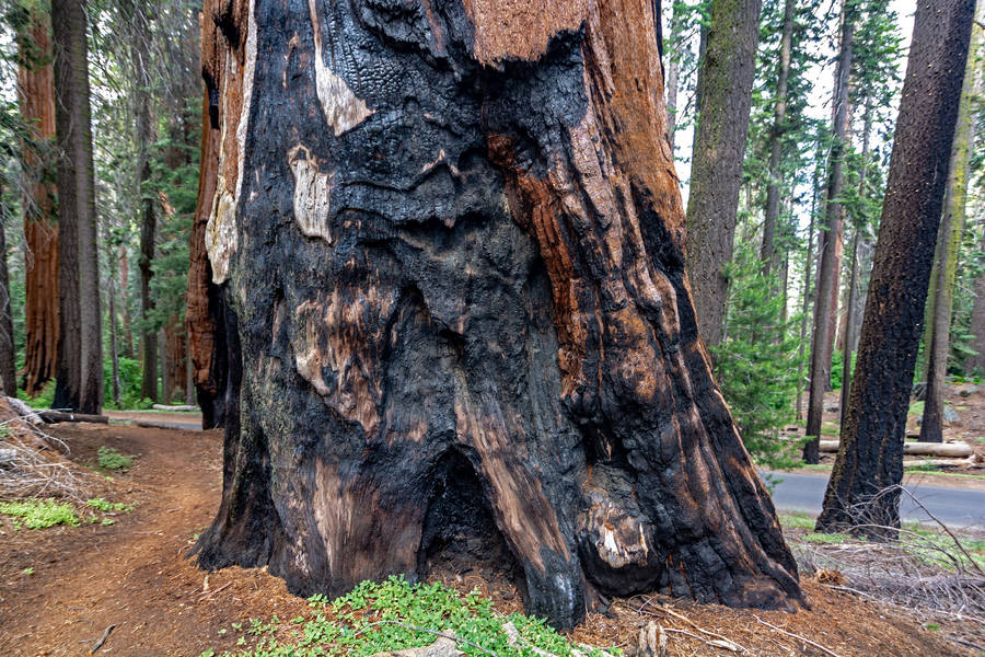 Sequoia National Park Burned Tree Wallpaper