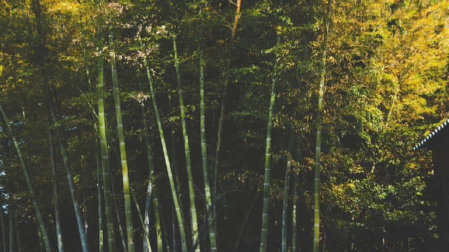 Serene_ Bamboo_ Grove.jpg Wallpaper