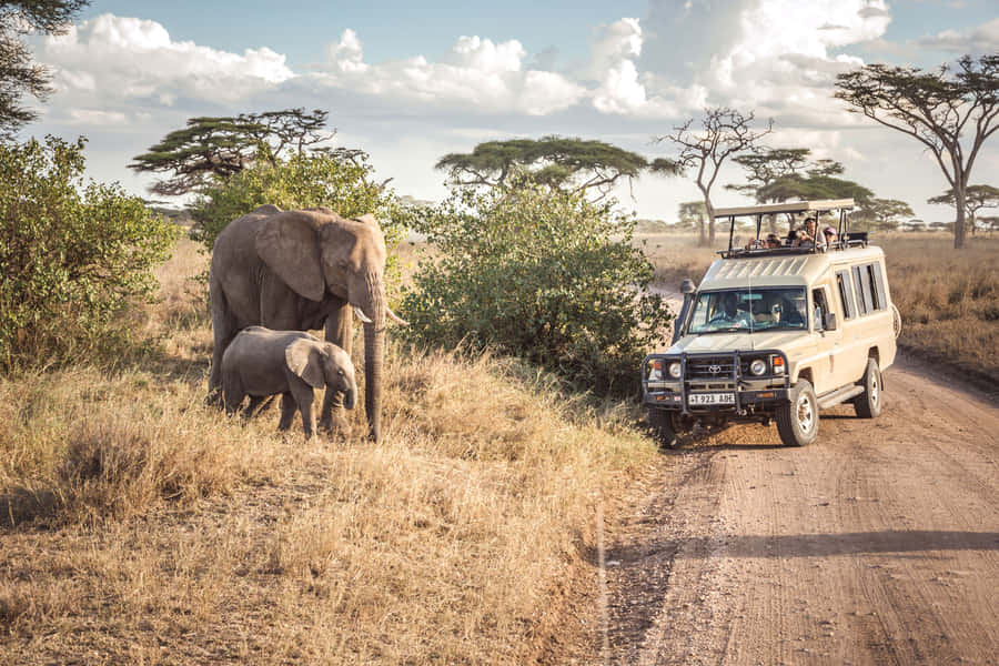 Serengeti National Park Safari Vehicle Close To Elephants Wallpaper