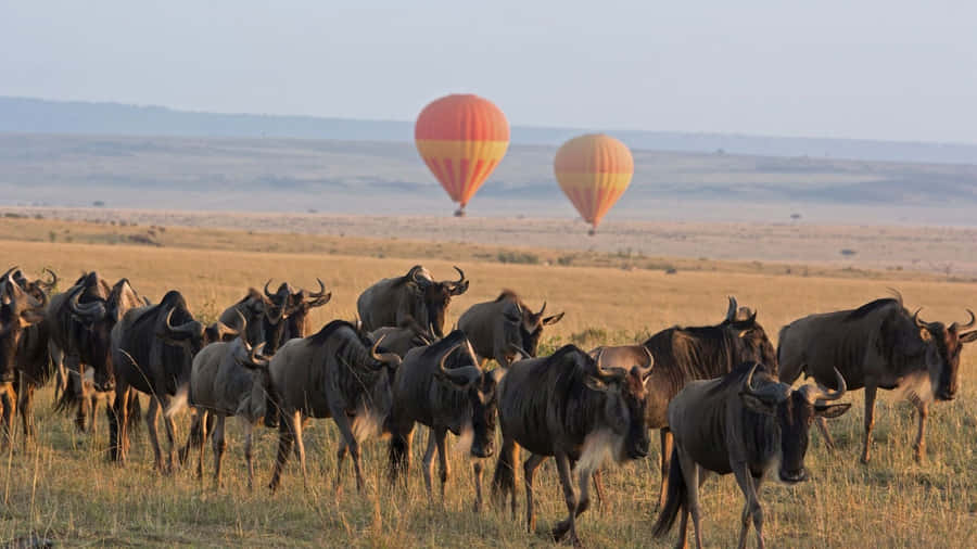 Serengeti National Park Wildebeests Hot Air Balloons Wallpaper