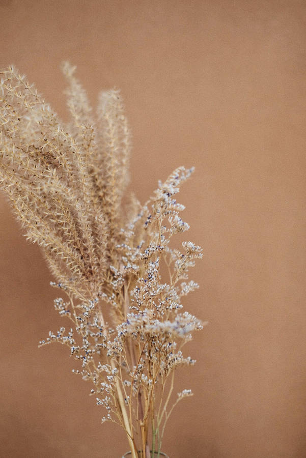 Shallow Focus Photography Of Brown Flowers Wallpaper