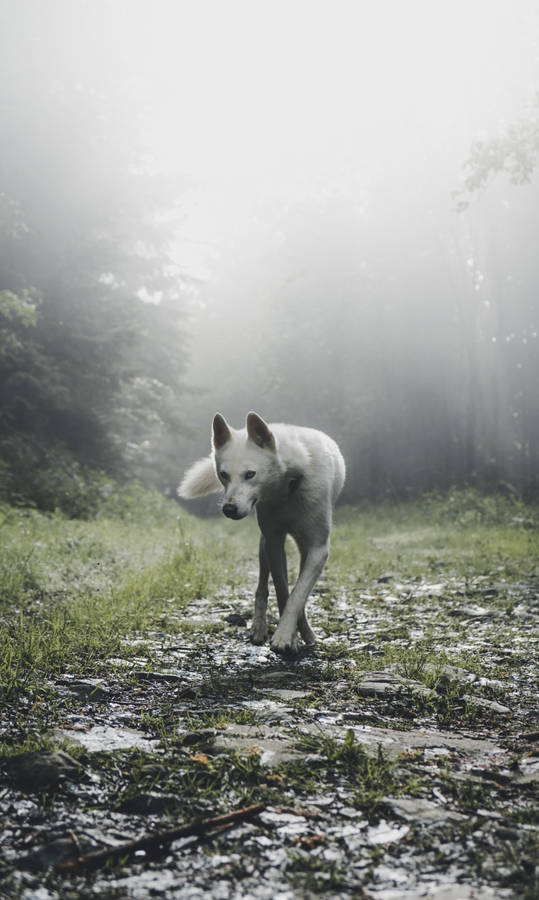 Shallow Focus Photography Of White Wold Wallpaper