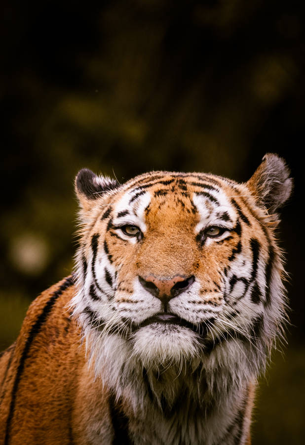 Shallow Focus Tiger Iphone Wallpaper