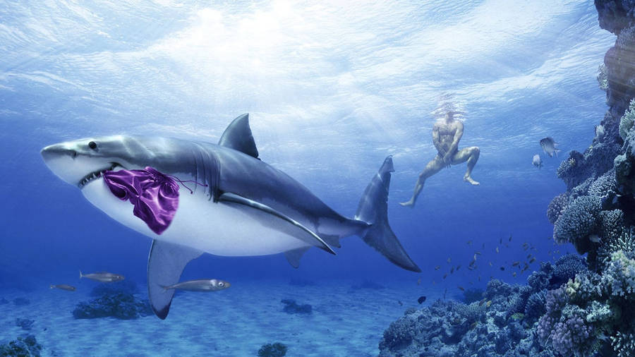 Shark Funny Desktop Wallpaper