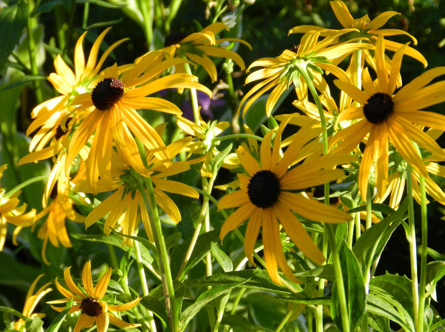 Sharp Yellow Petals Of Sunflower Wallpaper