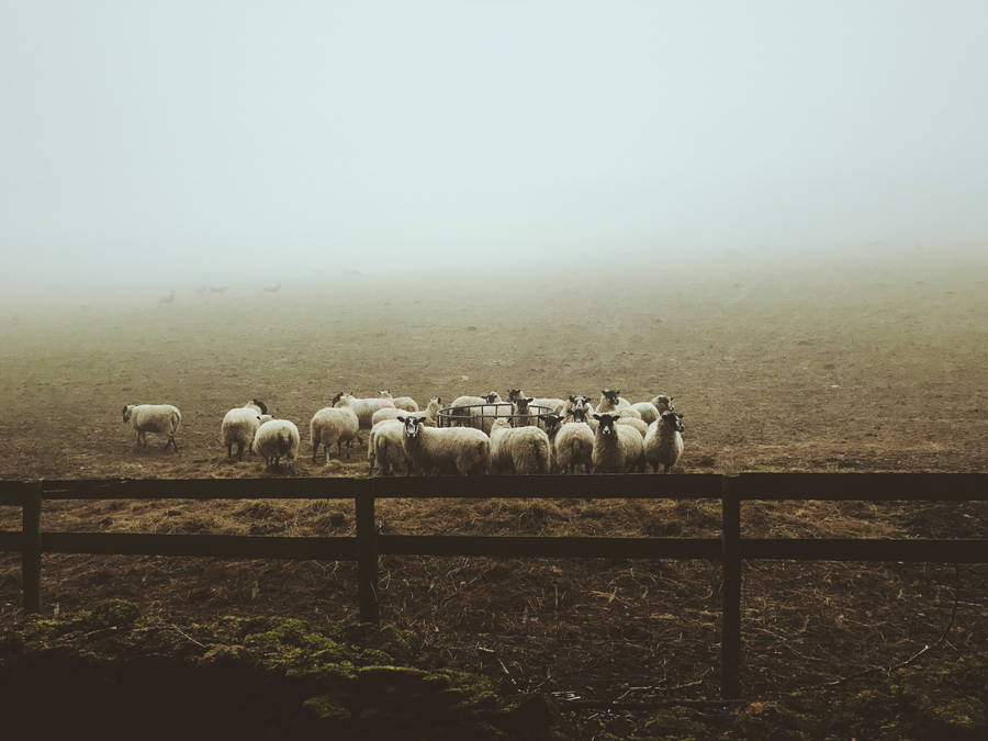 Sheep Herd Misty Morning Wallpaper