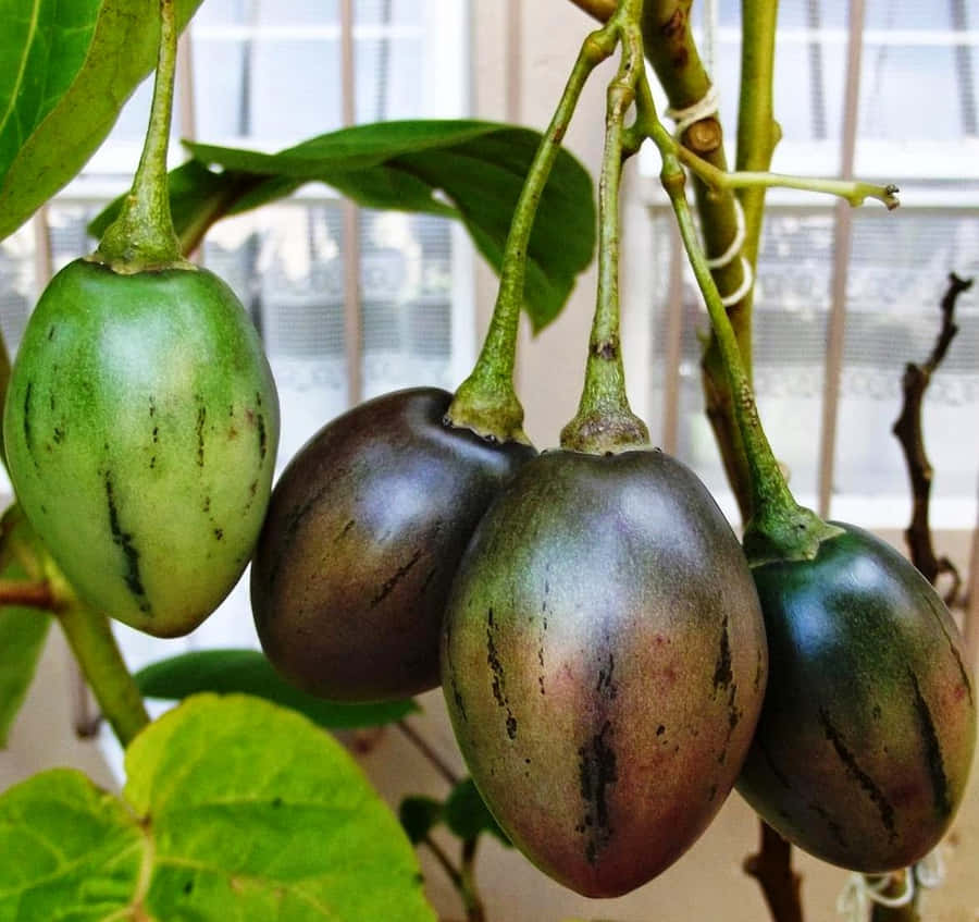 Shiny Tamarillo Fruit Medium Angle Shot Wallpaper