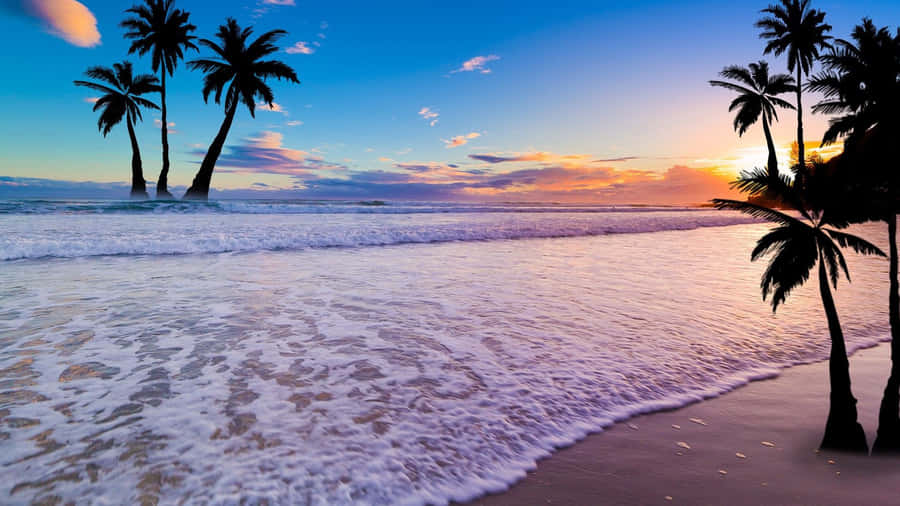 Shoreline Sunset With Palm Tree Wallpaper