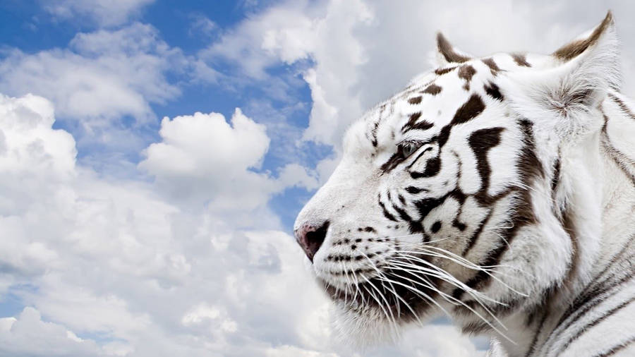 Shot Of White Tiger Wild Animal Wallpaper