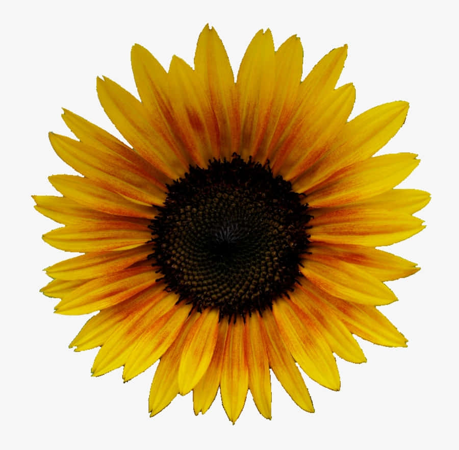 Show Your Sunny Side With A Vibrant Sunflower Yellow Aesthetic! Wallpaper