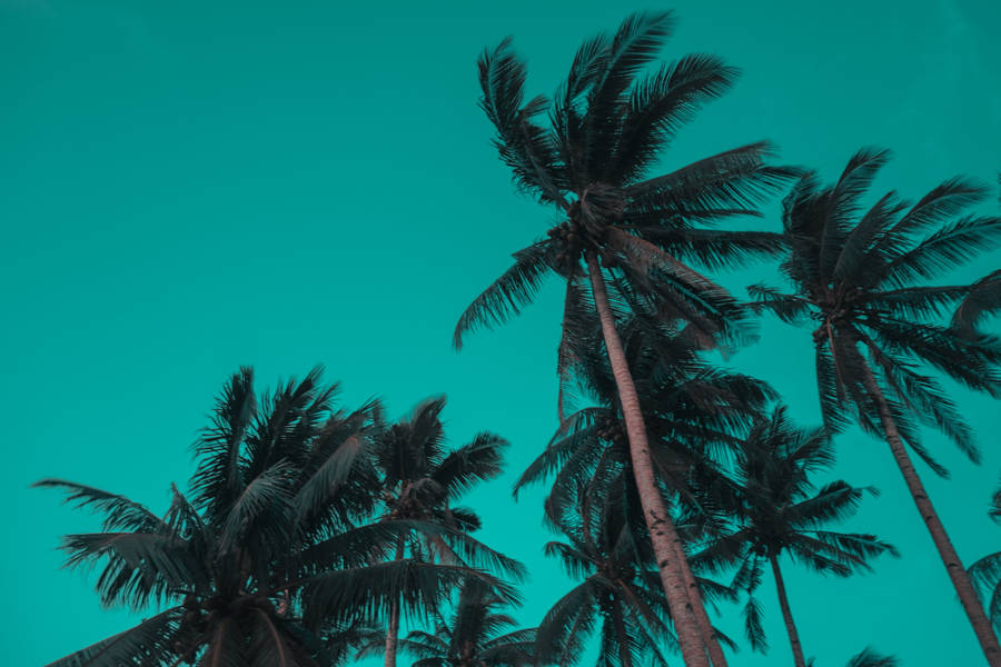 Siargao Island Palm Trees Wallpaper