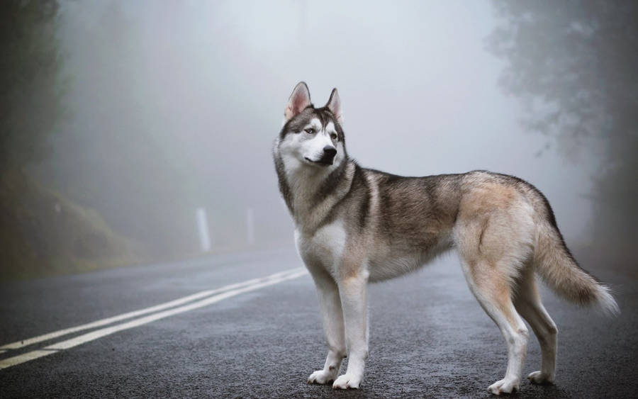 Siberian Husky Dog Animal Wallpaper