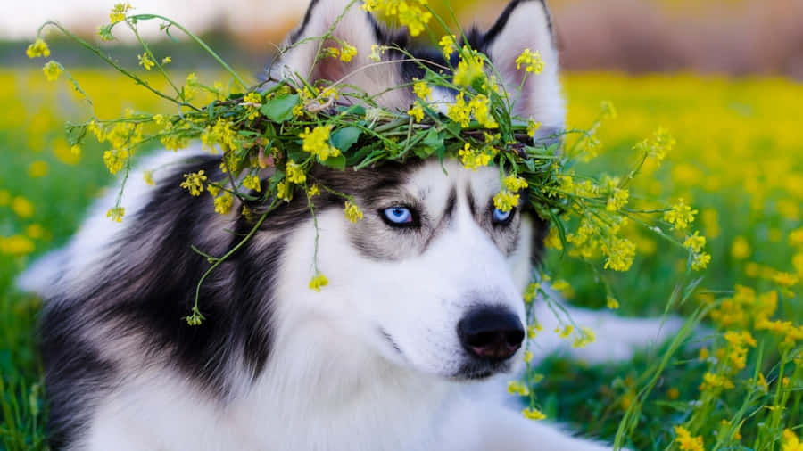 Siberian Husky With Yellow Flower Crown Wallpaper
