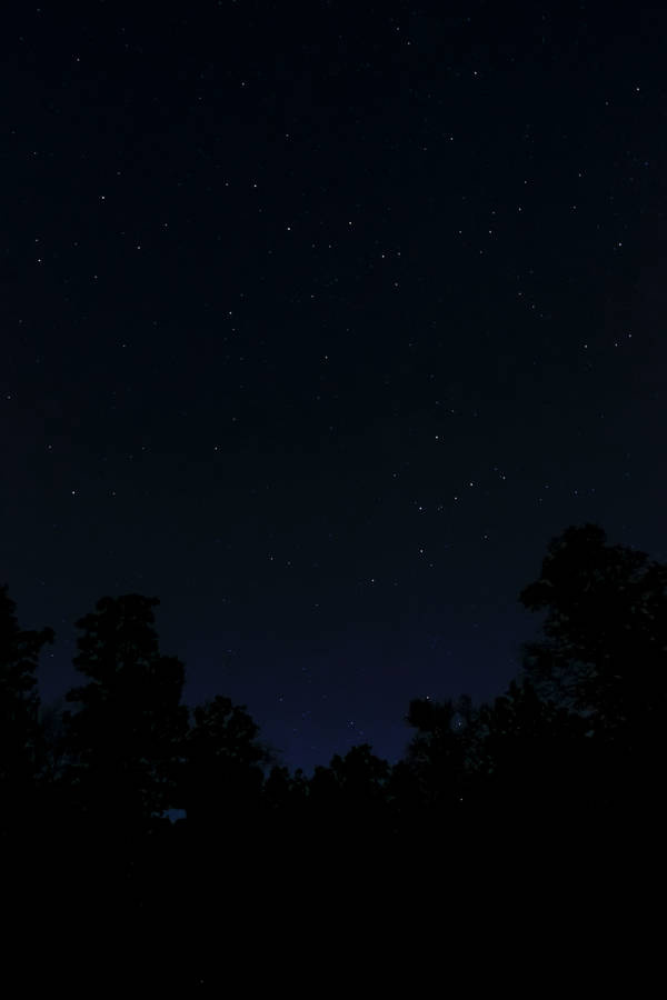 Silhouette Trees Pure Black Hd Phone Digital Art Wallpaper