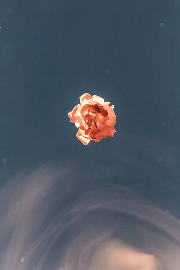 Simple Orange Vintage Flower Aesthetic Wallpaper