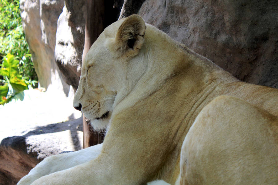 Sleeping White Lion Wallpaper