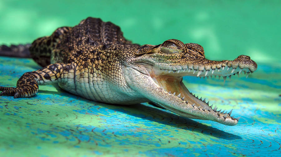Small Caiman With Open Mouth Wallpaper