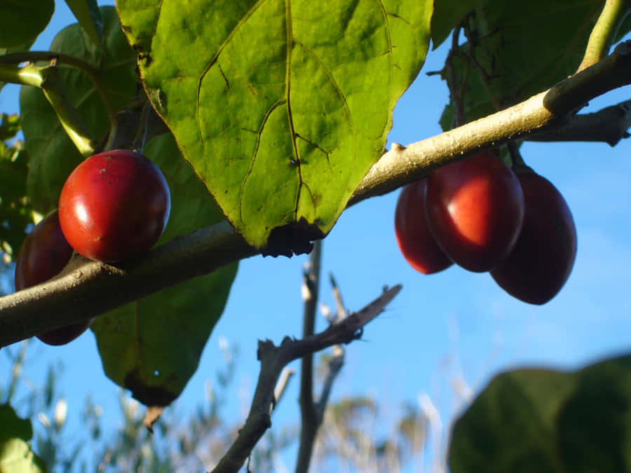 Small Delectable Tropical Tamarillo Fruit Wallpaper