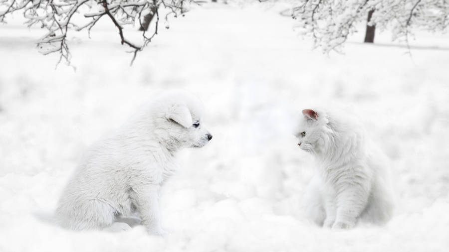 Snow Cat And Dog Wallpaper