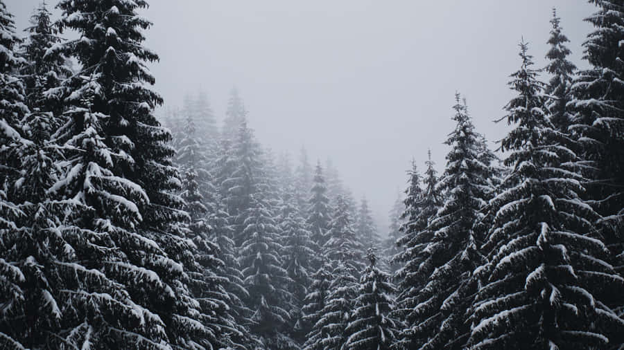 Snowy_ Pine_ Forest_ Winter_ Scene_4 K Wallpaper