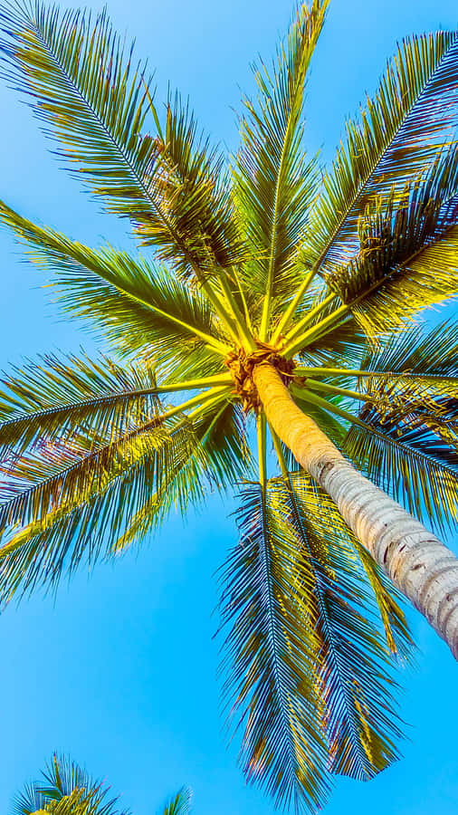 Soak Up The Sun In Southern California This Summer Wallpaper