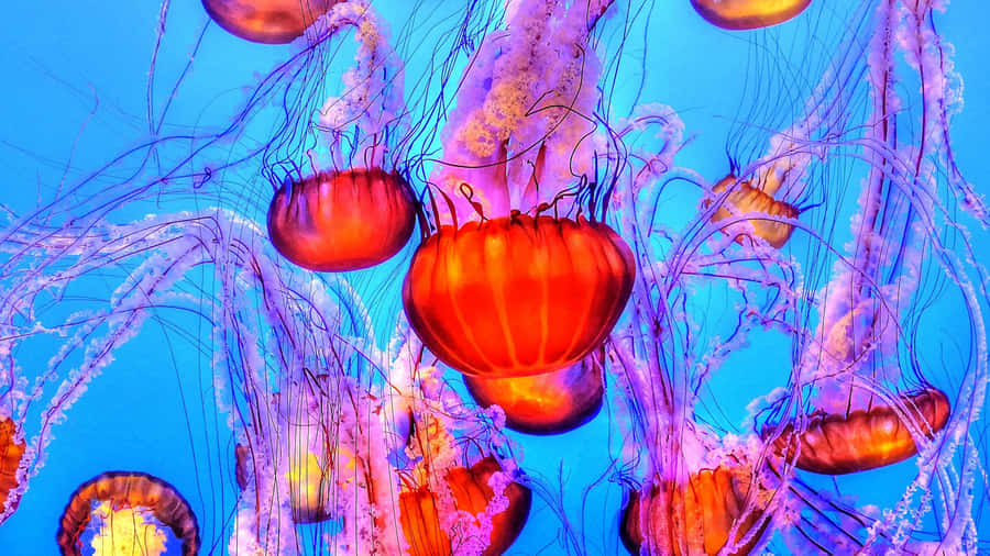 Soaring To New Depths With This 4k Jellyfish