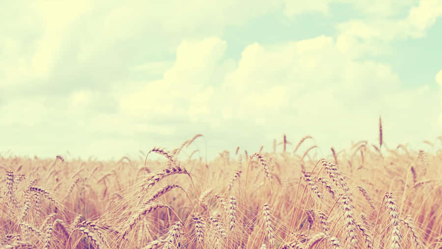 Soft Aesthetic Wheat Field Computer Wallpaper
