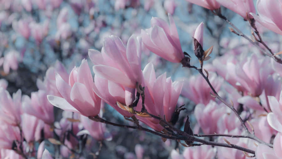 Soft Look Magnolia Flower Field Wallpaper