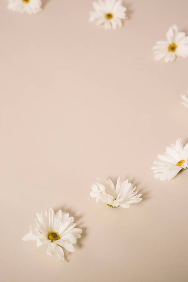 Solid Pastel Color White Flowers Wallpaper