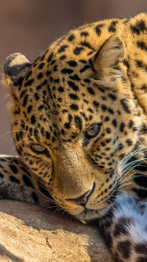 Sophisticated Iphone X In Reflection Wallpaper