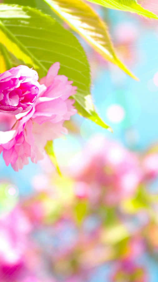 Spring Is Here! Let The Blooms Brighten Your Day With A Brand New Iphone. Wallpaper