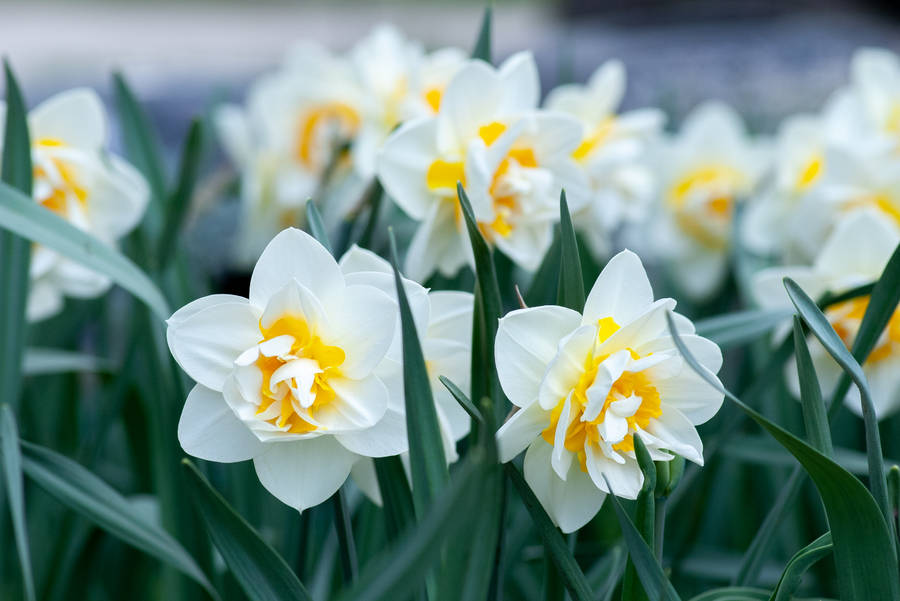 Spring White Yellow Daffodils Wallpaper