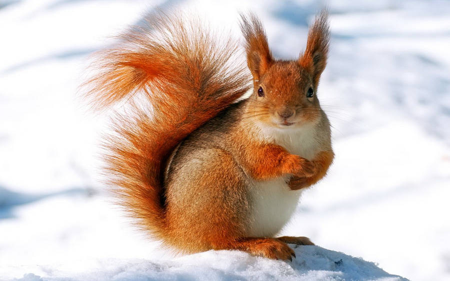 Squirrel Standing On Snow Wallpaper