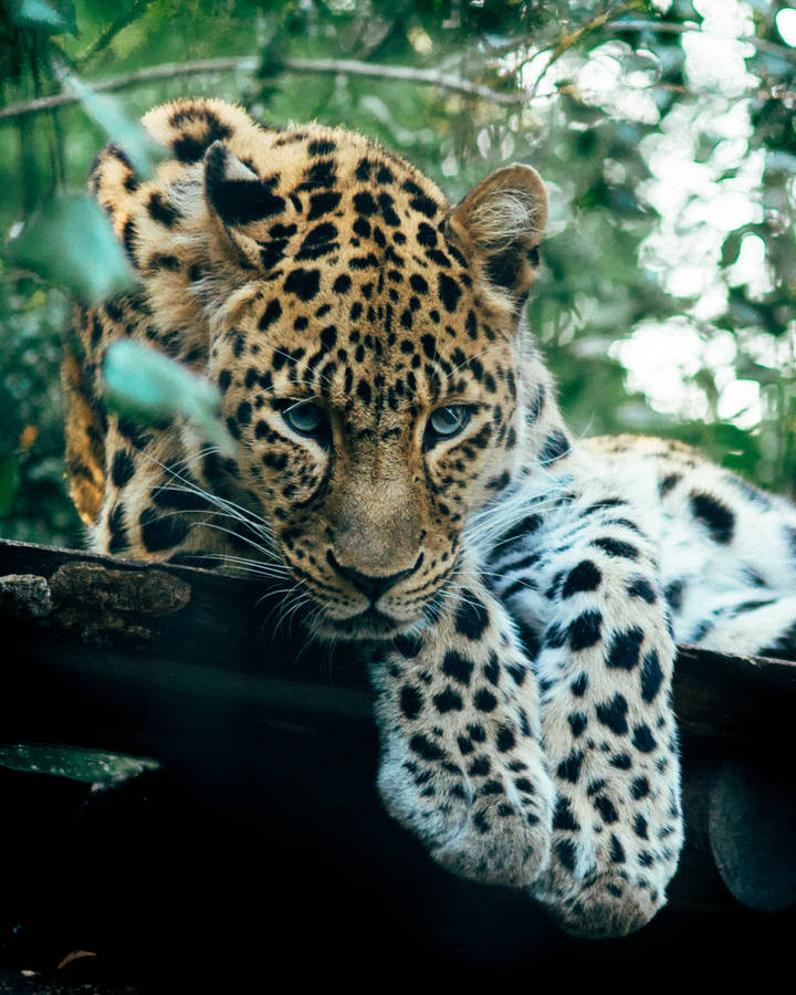 Staring Jaguar Wallpaper