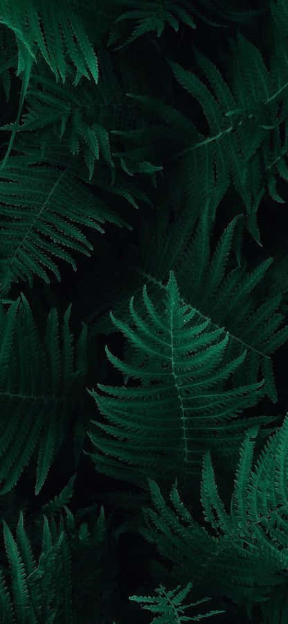 Stay On Trend With The Olive Green Iphone Wallpaper