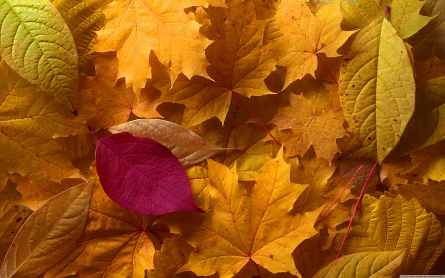 Stunning View Of Golden-hued Forests As The Leaves Of Early Fall Dance In The Gentle Wind Wallpaper
