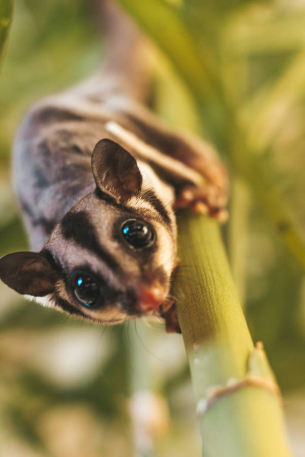 Sugar Glider Says Hi Wallpaper