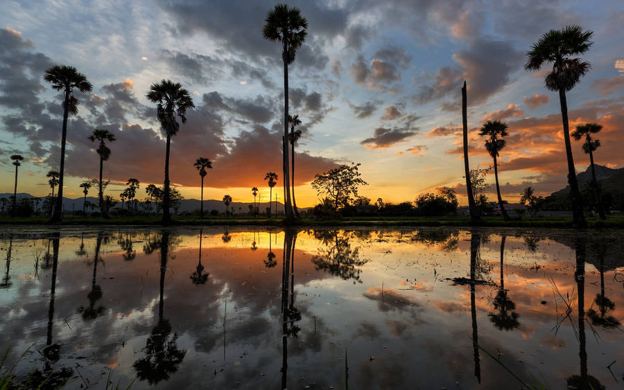 Sugar Palm Tree Sunset Wallpaper