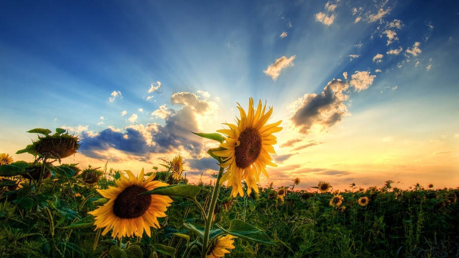 Summer Season Sunflower Field Wallpaper