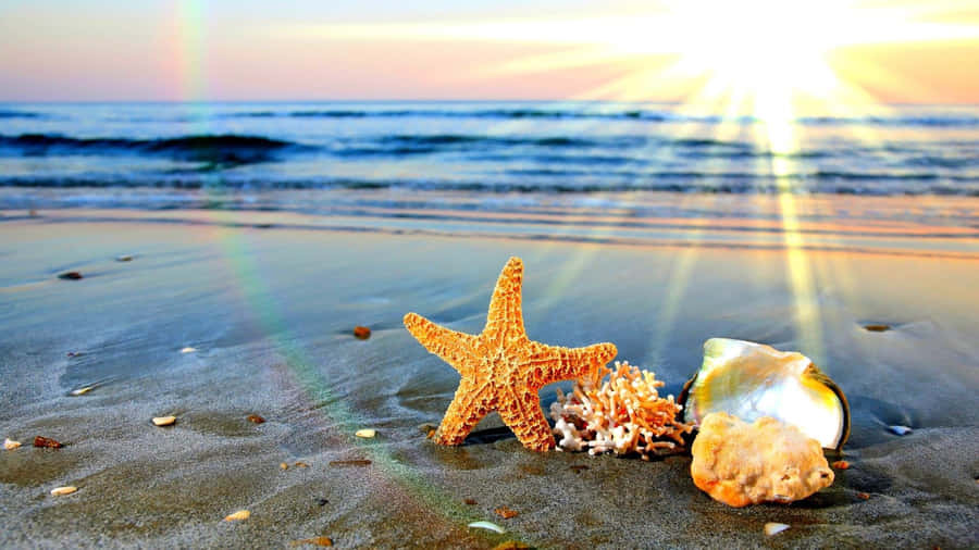 Summertime Sea Creatures Wallpaper