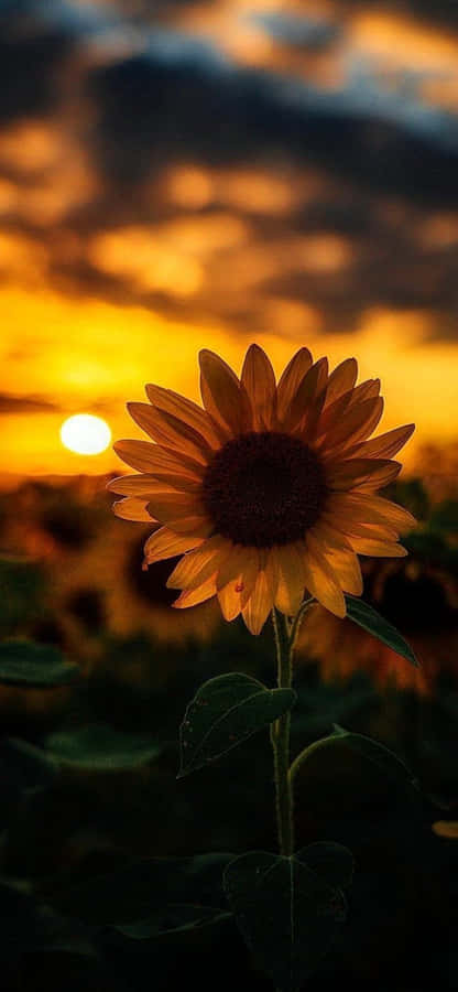 Sun Setting On A Sunflower Aesthetic Iphone Wallpaper
