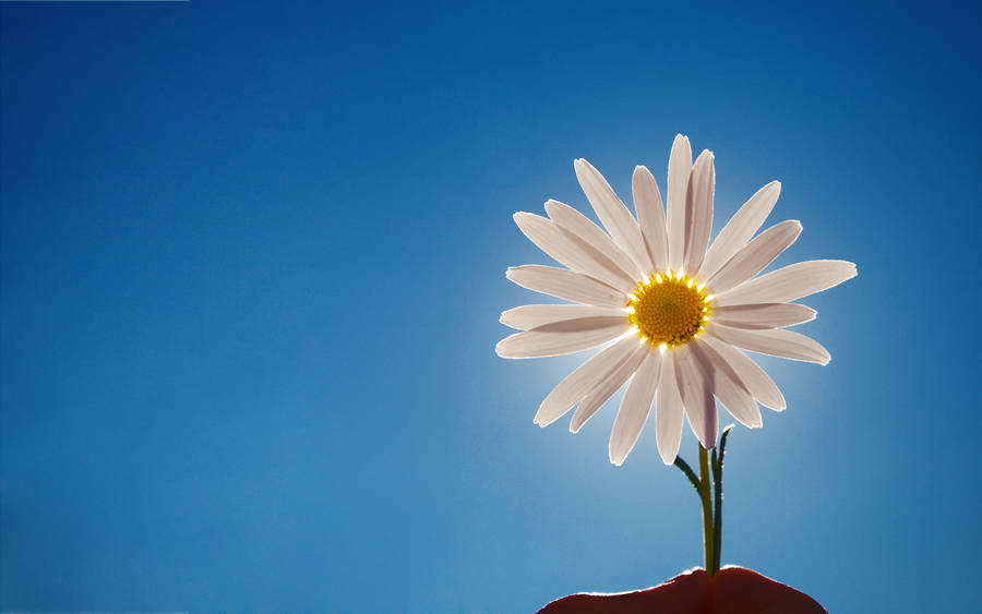 Sun With Daisy Flower Wallpaper