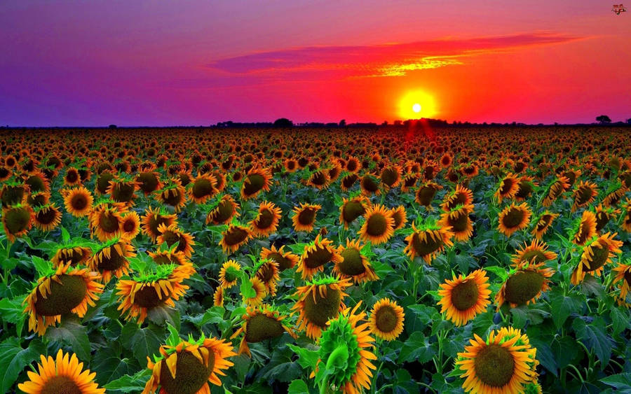 Sunflower Field Purple Sky Wallpaper