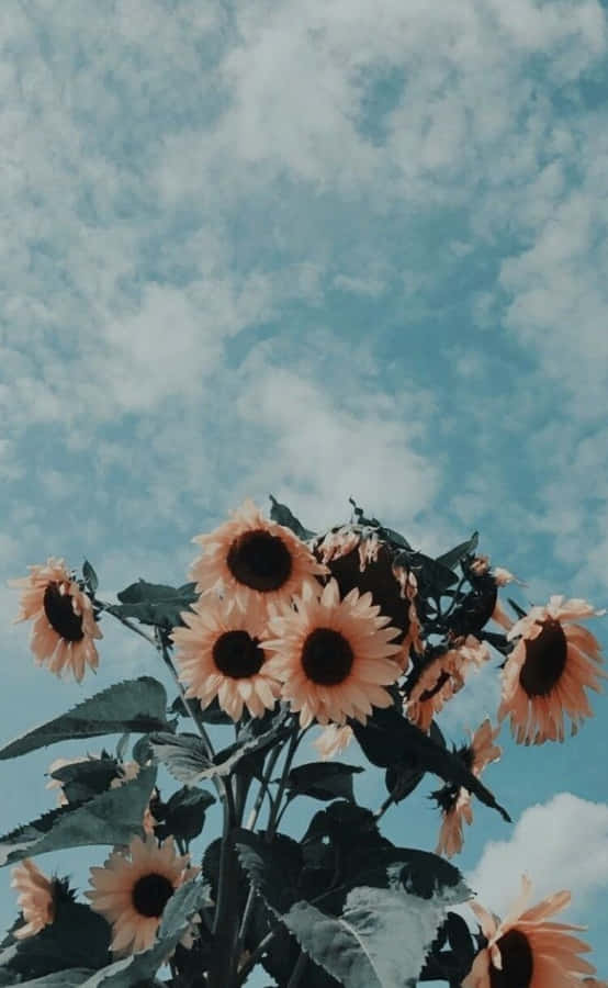 Sunflowers In The Sky With Clouds Wallpaper
