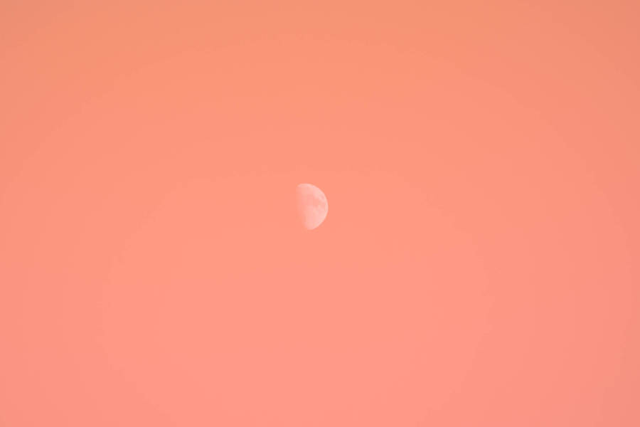 Sunkissed Blossom - A Touch Of Orange Aesthetic Wallpaper